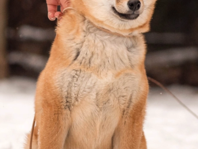 Perros Shiba Inu en venta