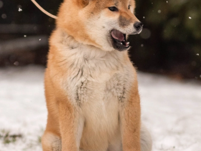 Shiba Inu Welpe zu verkaufen