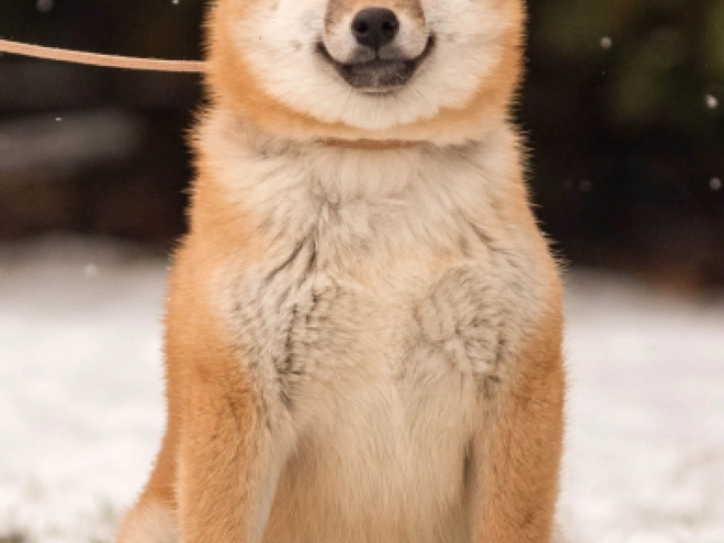 Shiba Inu Welpe zu verkaufen