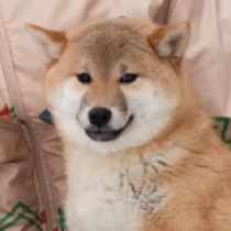 Perros Shiba Inu en venta