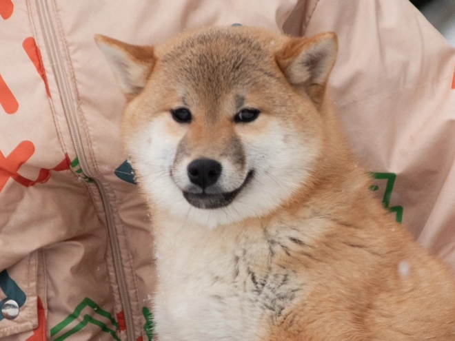 Shiba Inu Welpe zu verkaufen