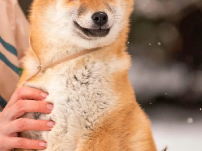 Shiba Inu puppy for sale