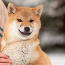 Perros Shiba Inu en venta