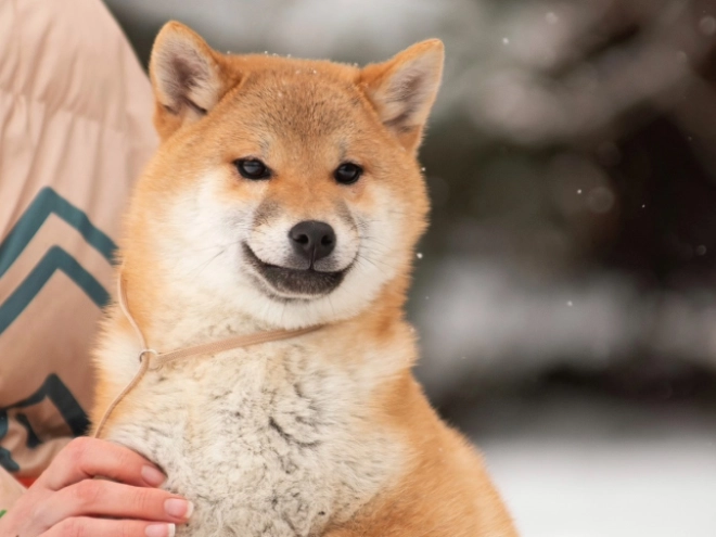 Shiba Inu puppy for sale