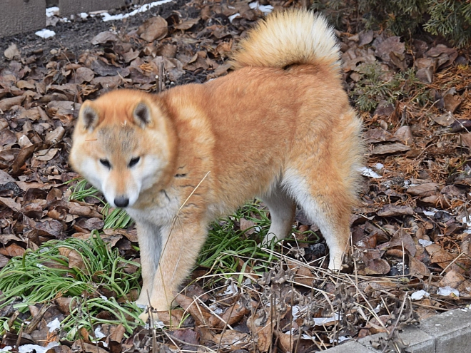 Perros Shiba Inu en venta