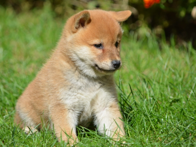 Shiba Inu Welpe zu verkaufen