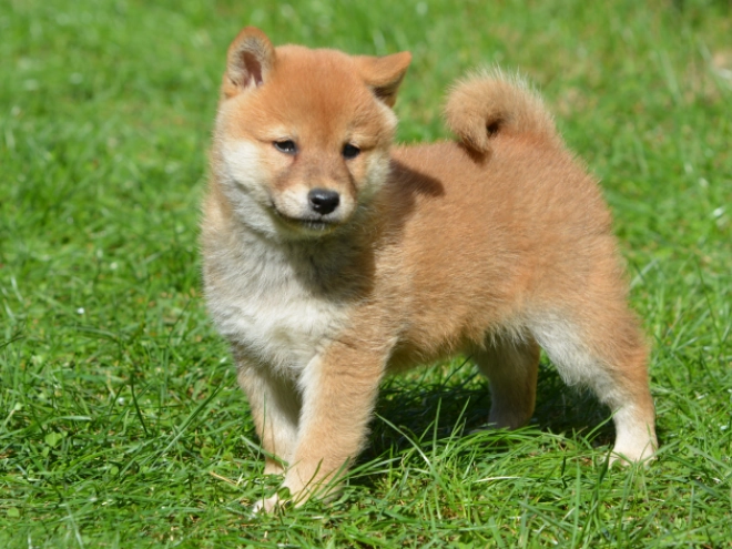 Shiba Inu Welpe zu verkaufen