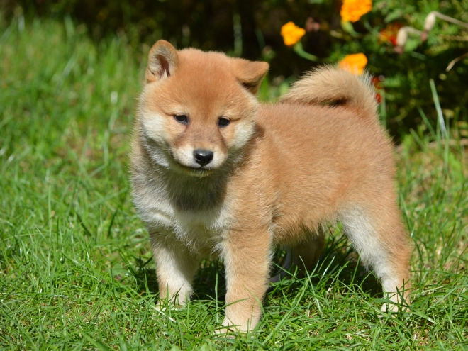Shiba Inu Welpe zu verkaufen
