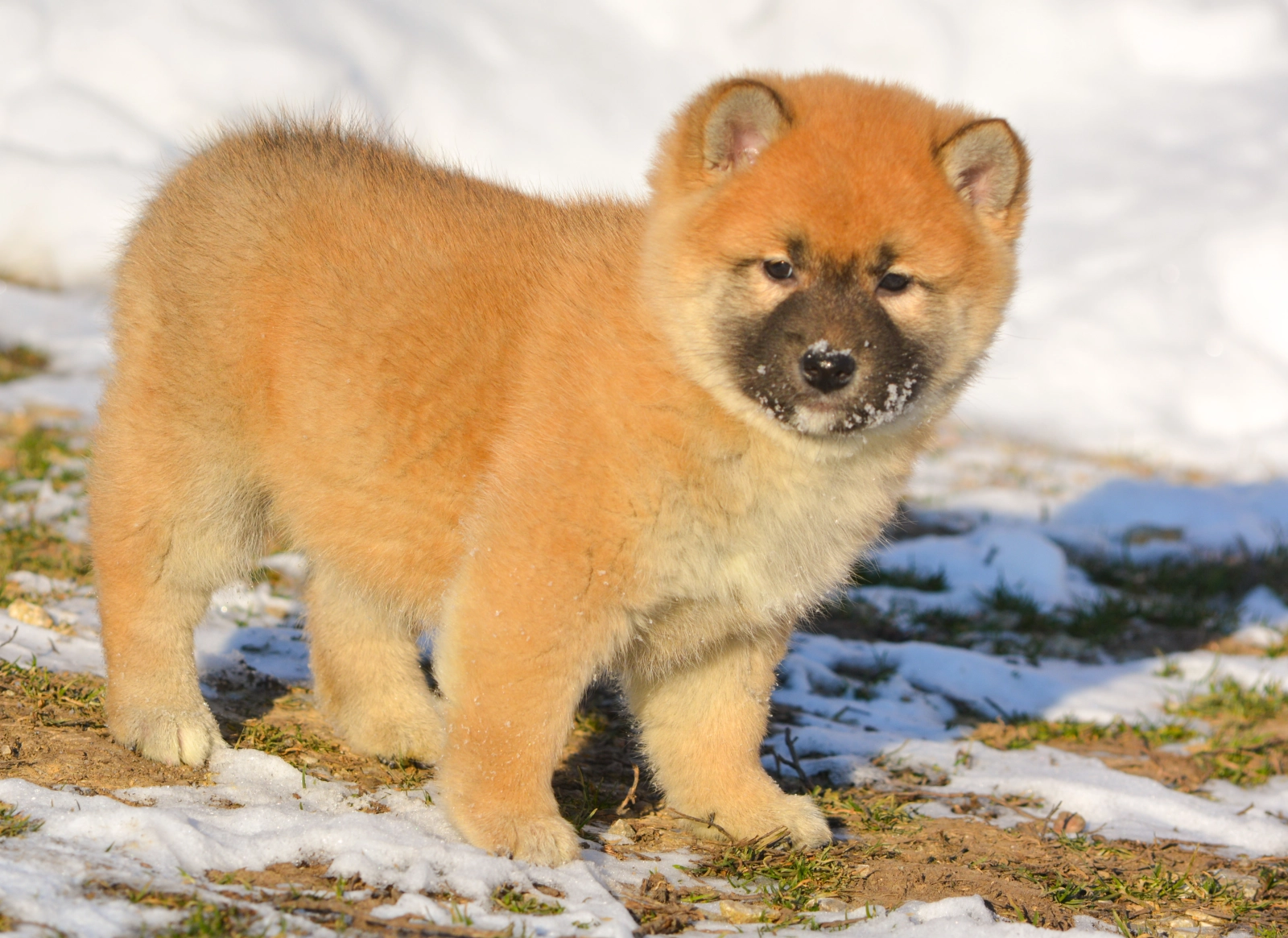 Toshi - Shiba Inu Welpen kaufen | EuroPuppy