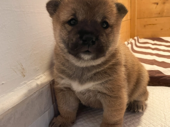 Shiba Inu Welpe kaufen
