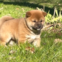 Aspire, red Shiba Inu for sale