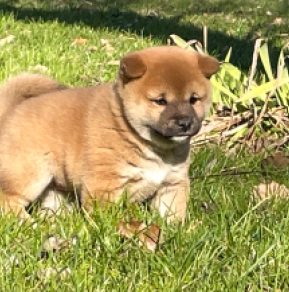 Perros Shiba Inu en venta