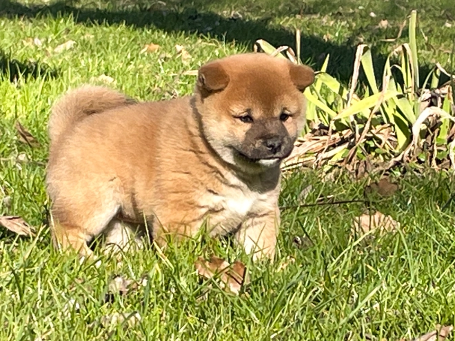 Shiba Inu Welpe kaufen