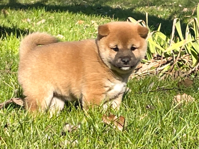 Shiba Inu Welpe kaufen