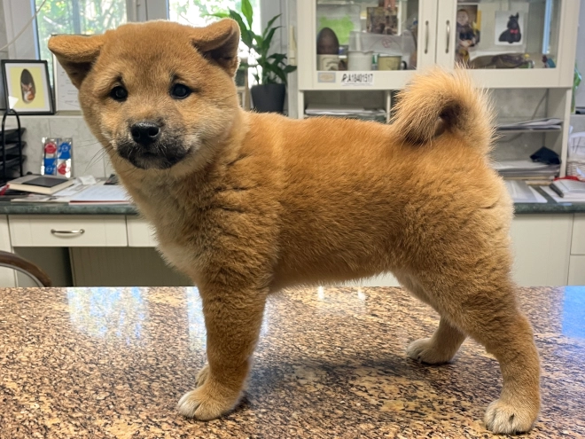 Shiba Inu Welpe kaufen