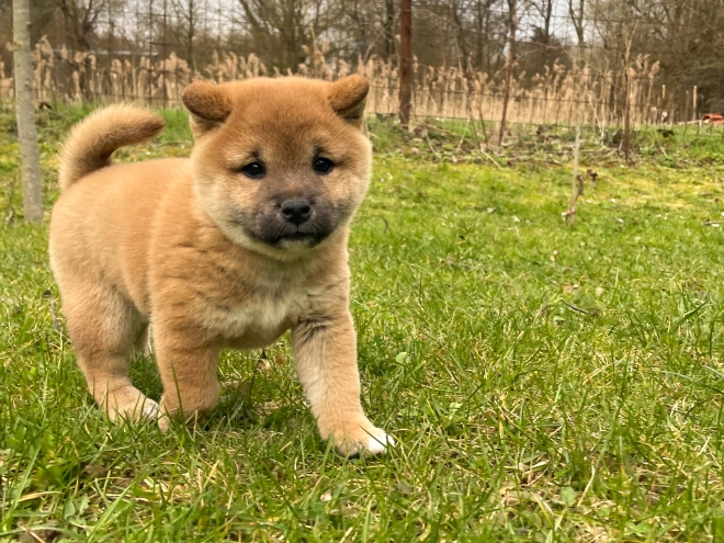 Shiba Inu Welpe kaufen
