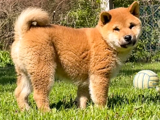 Shiba Inu Welpe kaufen