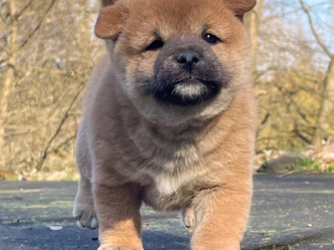 Shiba Inu Welpe kaufen