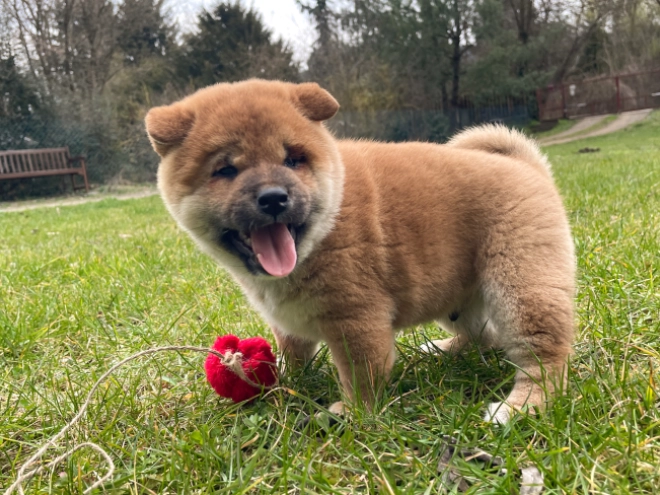 Shiba Inu Welpe kaufen