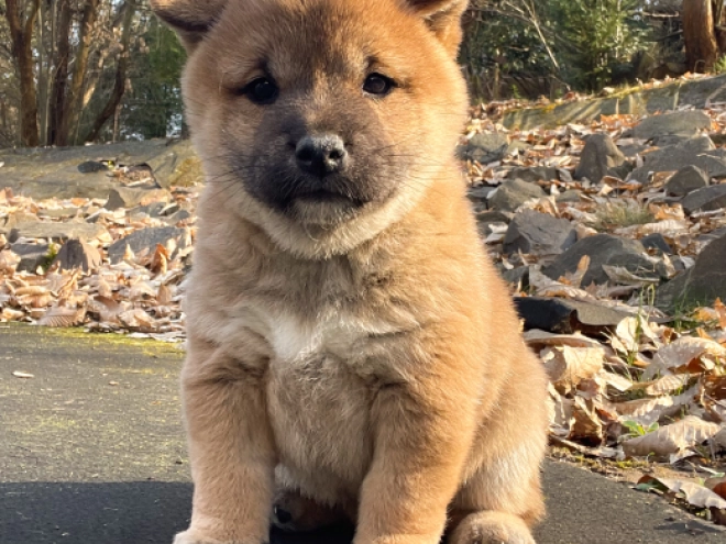 Shiba Inu Welpe kaufen