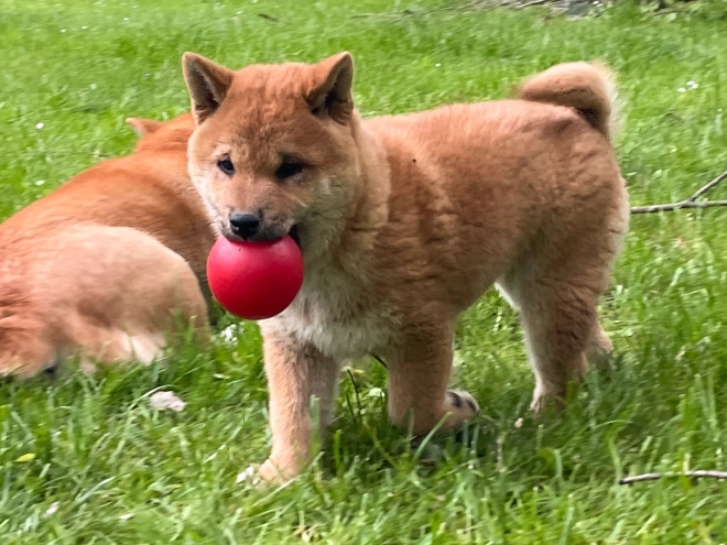 Shiba Inu Welpe kaufen