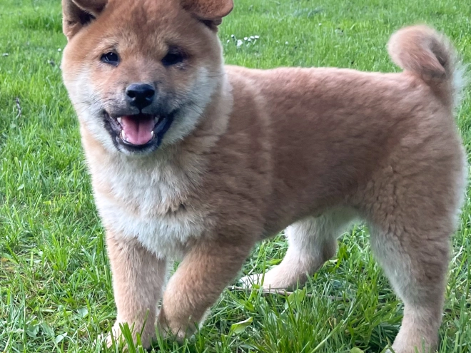 Shiba Inu Welpe kaufen