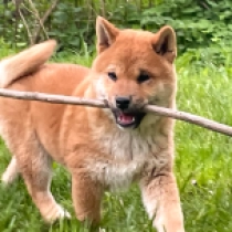Aomori, red Shiba Inu en venta