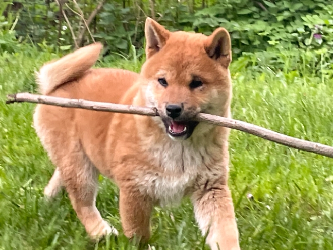 Shiba Inu Welpe kaufen