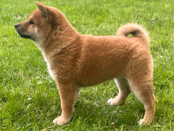 Shiba Inu Welpe kaufen