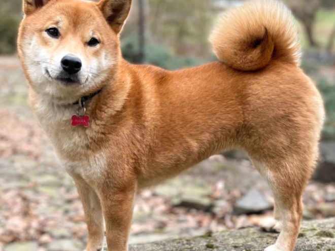 Shiba Inu Welpe kaufen