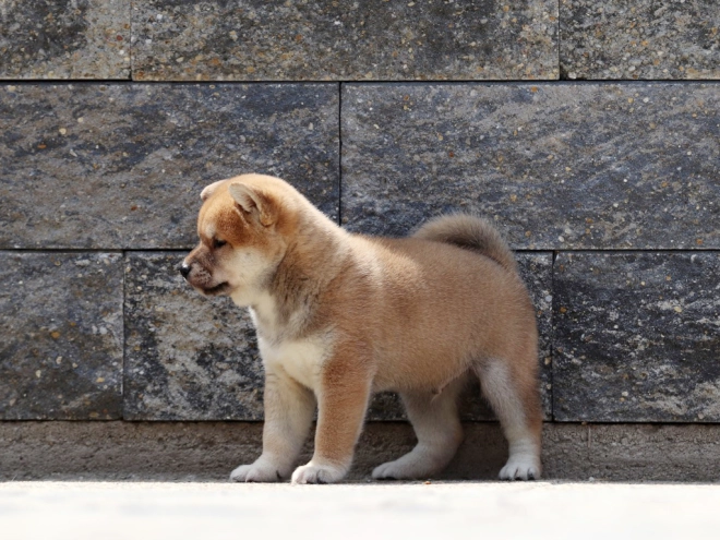 Shiba Inu Welpe zu verkaufen