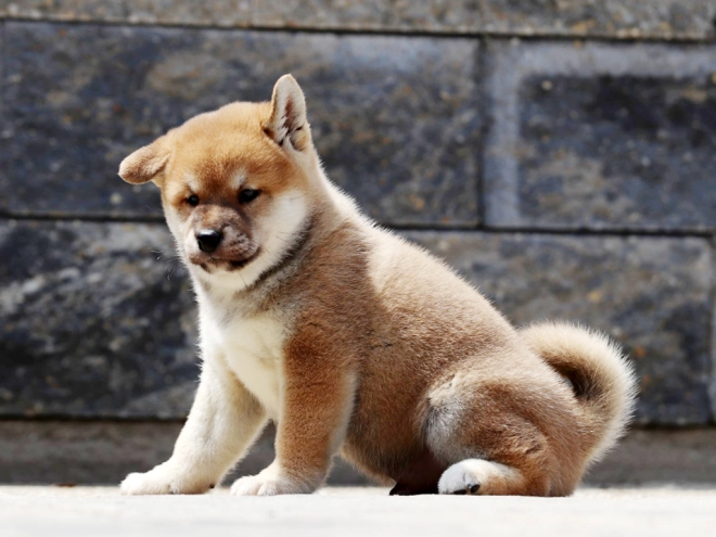 Shiba Inu Welpe zu verkaufen