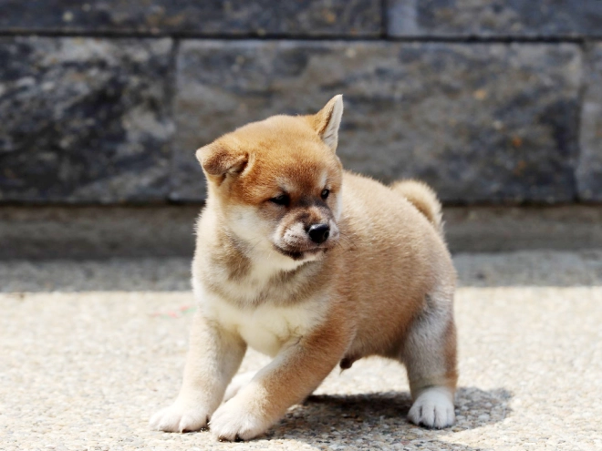 Shiba Inu Welpe zu verkaufen