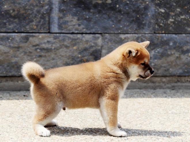 Shiba Inu Welpe zu verkaufen