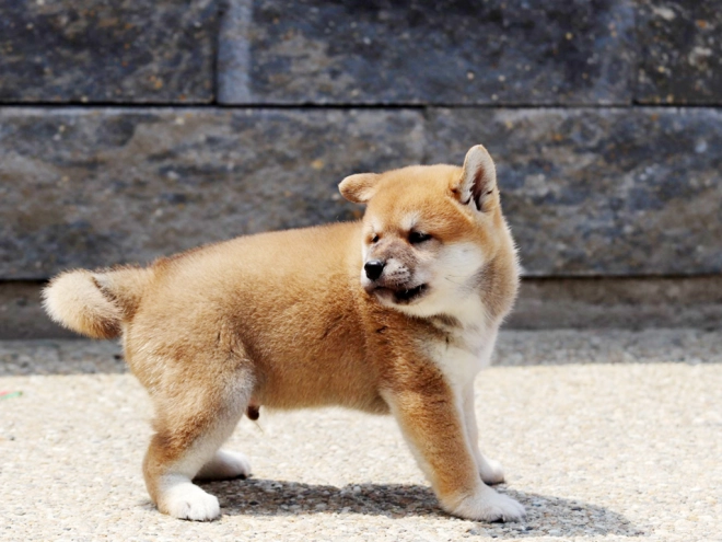Shiba Inu Welpe zu verkaufen