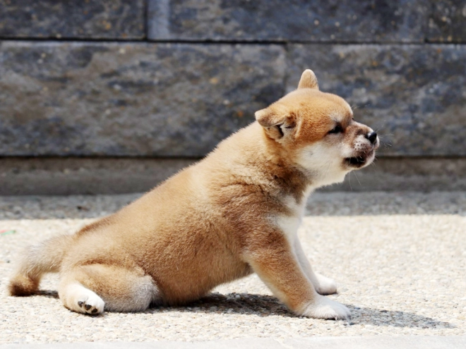 Shiba Inu Welpe zu verkaufen