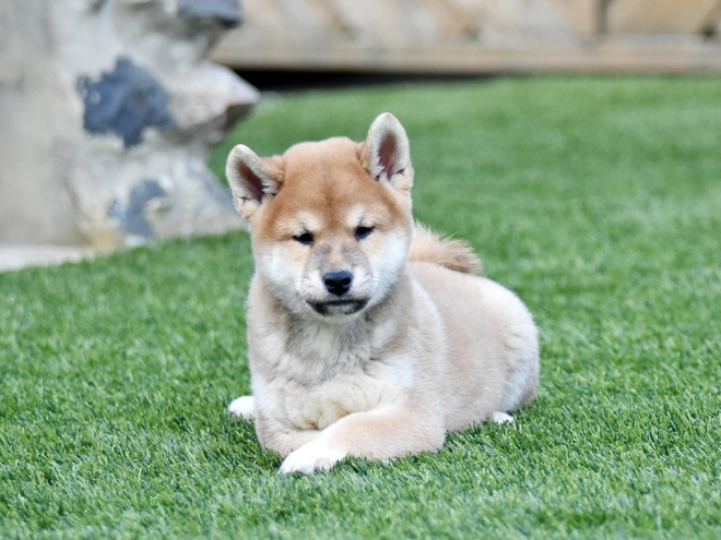 Shiba Inu Welpe zu verkaufen