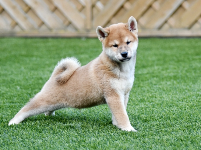 Shiba Inu Welpe zu verkaufen