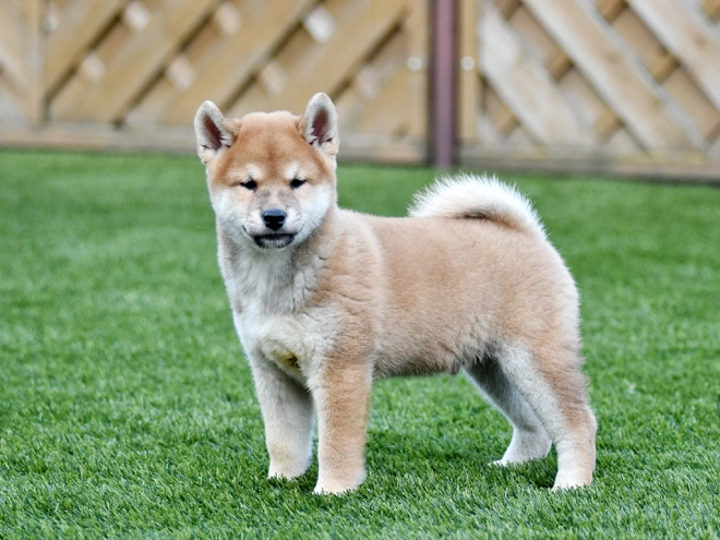 Shiba Inu Welpe zu verkaufen