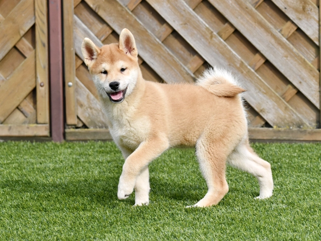 Shiba Inu Welpe zu verkaufen