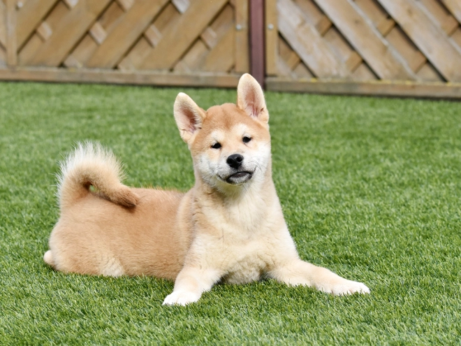 Shiba Inu Welpe zu verkaufen