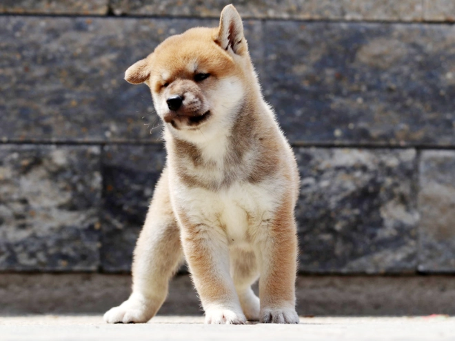 Shiba Inu Welpe zu verkaufen