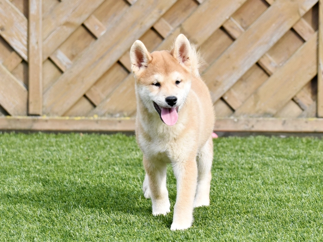 Shiba Inu Welpe zu verkaufen