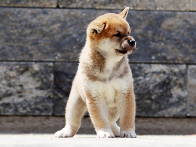 Shiba Inu Welpe zu verkaufen
