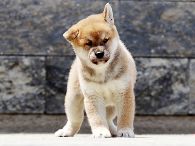 Shiba Inu Welpe zu verkaufen