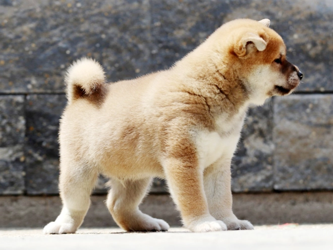 Shiba Inu Welpe zu verkaufen