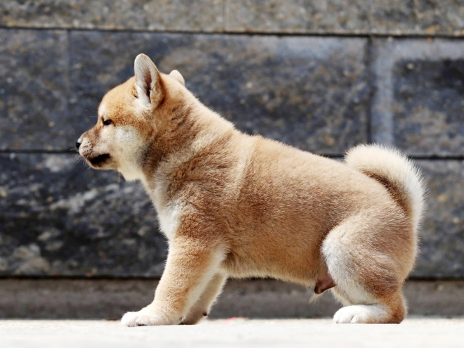 Shiba Inu Welpe zu verkaufen