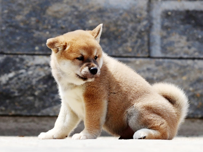 Shiba Inu Welpe zu verkaufen