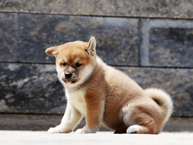 Shiba Inu Welpe zu verkaufen