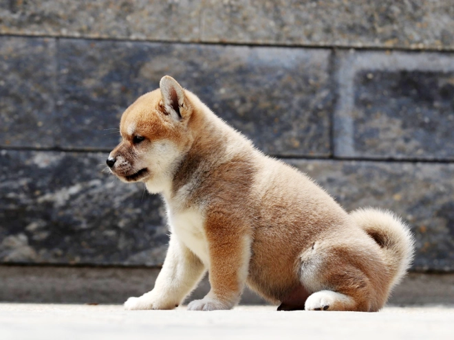 Shiba Inu Welpe zu verkaufen